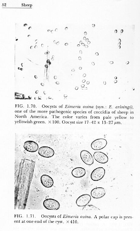 coccidia eggs infection in goats and sheep